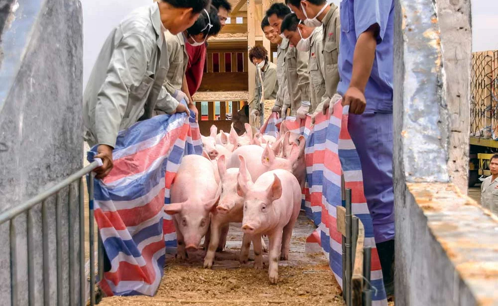 porc-etranger - Illustration La génétique porcine française reconnue à l’étranger