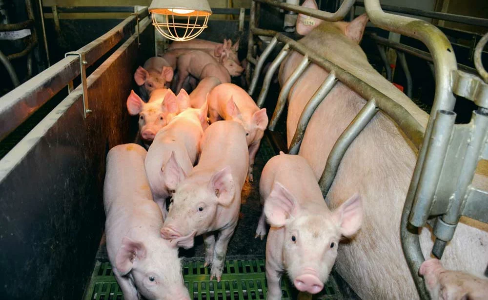 porcelet-adenia - Illustration Suède : City Gross mise sur le porc bio