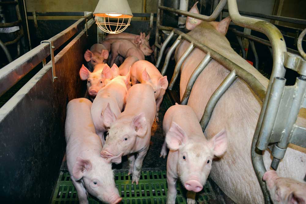 Photo of Porc : l’alourdissement des carcasses ne pénalise pas le TMP