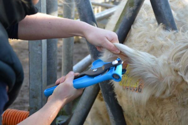 Aller voir ses animaux régulièrement permet de réduire le stress lors des manipulations. La docilité passe également par la sélection sur le critère comportement, disponible sur les races charolaise, blonde d’Aquitaine et limousine.