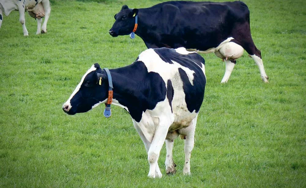 prim-holstein-lait - Illustration Prim’Holstein France proposera un OS national