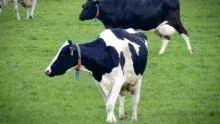 prim-holstein-lait