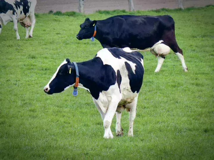 prim-holstein-lait