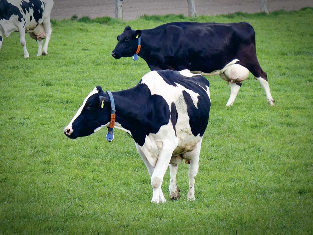 prim-holstein-lait - Illustration Lait : « une interprofession ne peut remplacer une politique agricole publique »