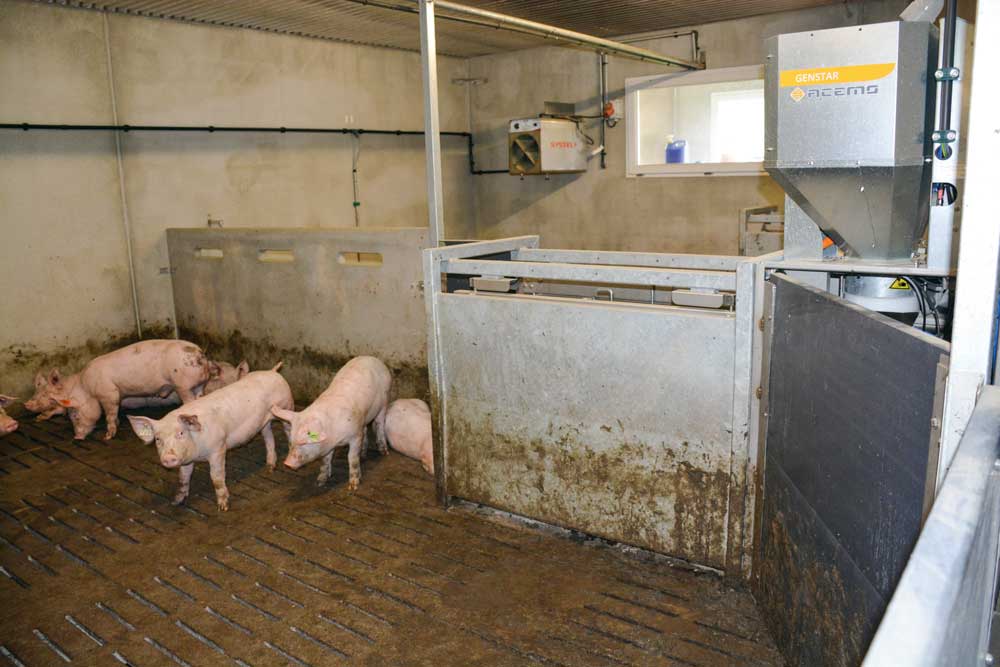  - Illustration Porc : les premiers index génomiques désormais disponibles