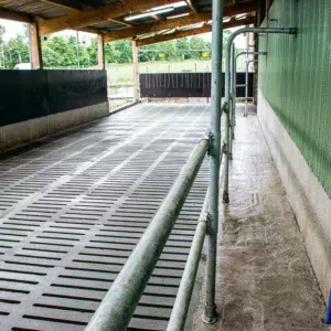 Un parc d’attente sur caillebotis de 20 m de long ; Au fond le chien électrique « très rarement branché mais efficace ». À droite, un couloir pour se déplacer derrière les vaches en toute sécurité.