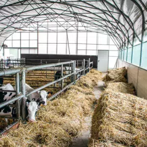 Le bâtiment tunnel, clair et lumineux, avec filet brise-vent sur les côtés et pignon en polycarbonate. À l’arrière des cases, le couloir sert à distribuer la paille à la fois pour alimenter les veaux et entretenir la litière.