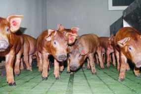 une-dossier-porc-Duroc