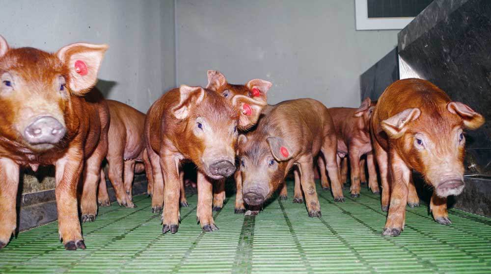 Photo of La sélection des gènes du porc