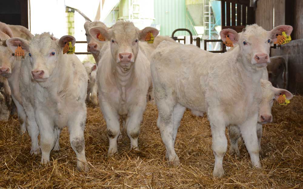  - Illustration Comprendre les bovins facilite les manipulations