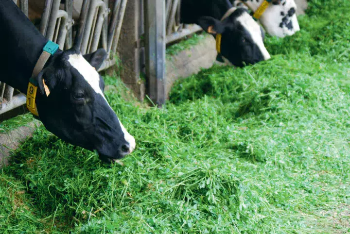 Affouragement en vert : de la qualité et du temps. Un choix effectué il y a quatre ans, pour sécuriser l’élevage en protéines et réduire la facture d’aliments et concentrés. Mais « tous les matins, je vais chercher le fourrage aux champs, explique Gilbert. A certaines périodes, il m’en faut deux remorques (29 m3 et 2,5 à 3 t chacune). Cela représente une heure et demie le matin, pour les trajets et la distribution. » Le Gaec ne manque pas de main-d’œuvre et peut donc se le permettre. Mais demain ? La question reste ouverte.