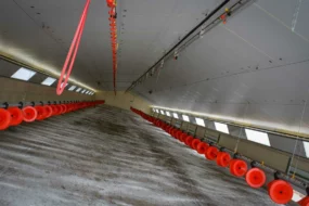 Les poulaillers de 400 m2 sont équipés avec 2 chaînes d’alimentation et 2 lignes de pipettes pour améliorer les performances techniques.