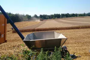 cereales-ble-triticale