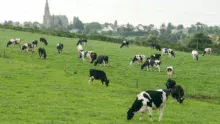 champs-lait-holstein-eglise-paysage