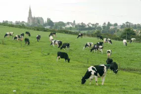 champs-lait-holstein-eglise-paysage