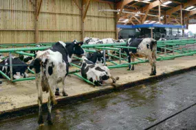 De la farine de paille (achat groupé avec d’autres agriculteurs) est répartie sur les logettes Green Stall Easy.