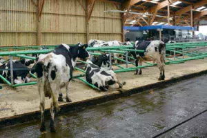 De la farine de paille (achat groupé avec d’autres agriculteurs) est répartie sur les logettes Green Stall Easy.