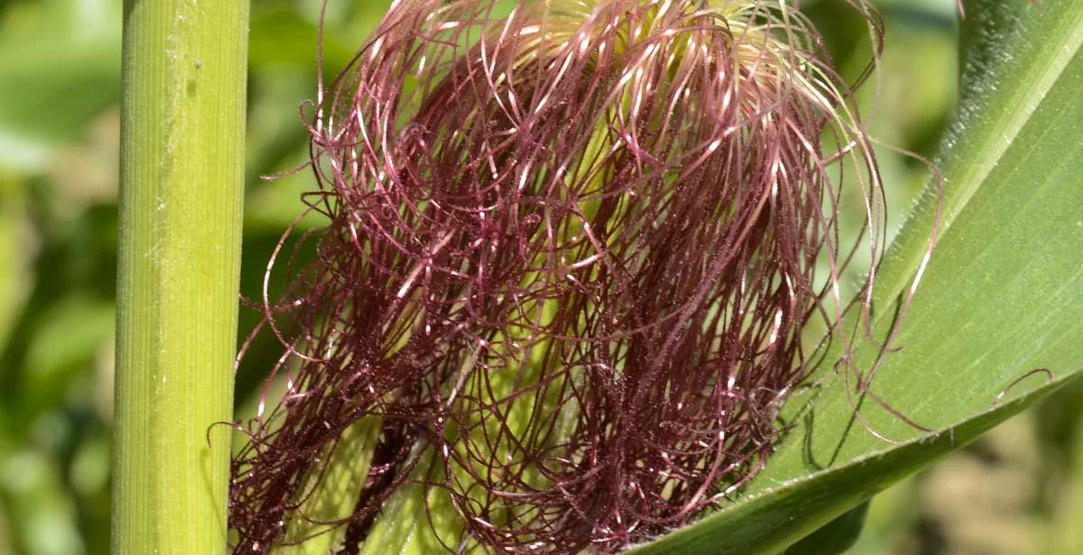 50% des plantes de maïs portent des soies, c'est la floraison - Illustration Prévoir la récolte du maïs fourrage