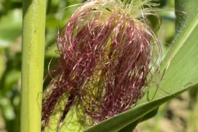 50% des plantes de maïs portent des soies, c'est la floraison