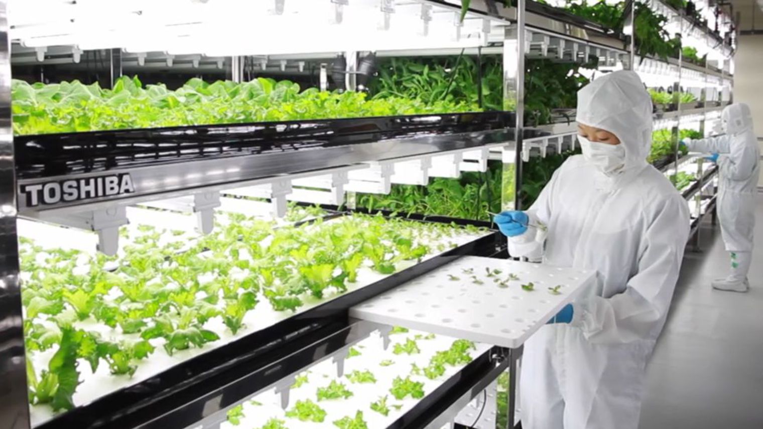laboratoire-de-salade-toshiba-a-yokosuka - Illustration L’agriculture du futur