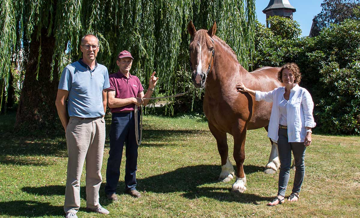 td_lamballe_cheval-2 - Illustration Samedi, le Cheval breton défile à Lamballe