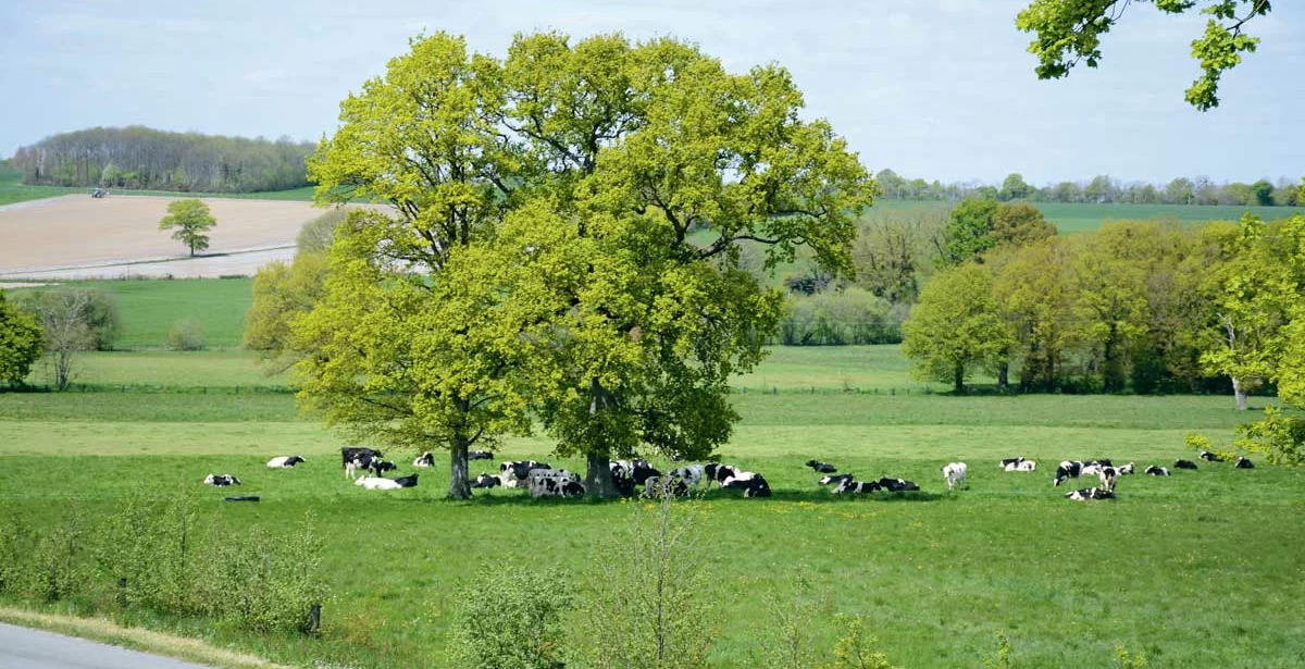 vaches-paysage - Illustration Des agriculteurs agissent pour le climat