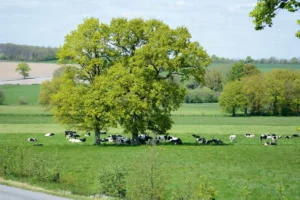 vaches-paysage