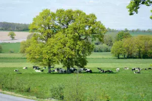 vaches-paysage