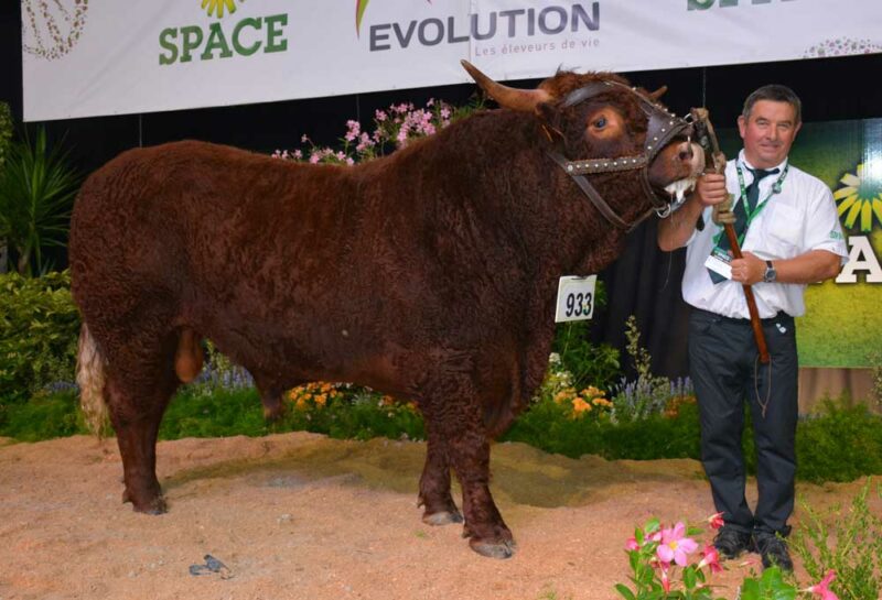 Les prix de championnat, mâle et femelle, ont été attribués à deux animaux de l’élevage de Cécile Ropert, de Sotteville dans la Manche. Né en janvier 2014, le taureau Jongleur a également reçu le titre de Meilleur animal du concours.