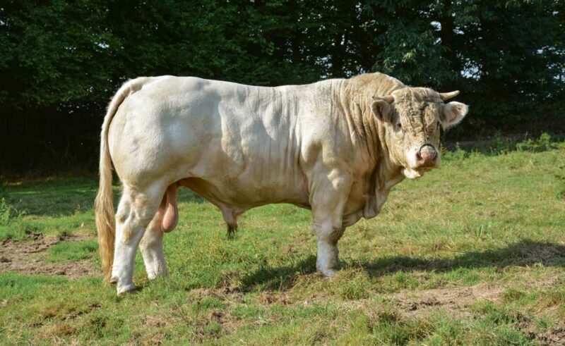 Joyeux est un des taureaux présents actuellement sur l’élevage. Il provient d’une exploitation de Saône-et-Loire.