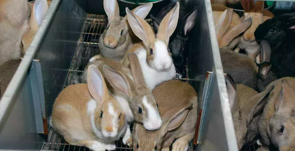 lapins - Illustration Les éleveurs de lapins demandent du prix “pour sauver la filière”