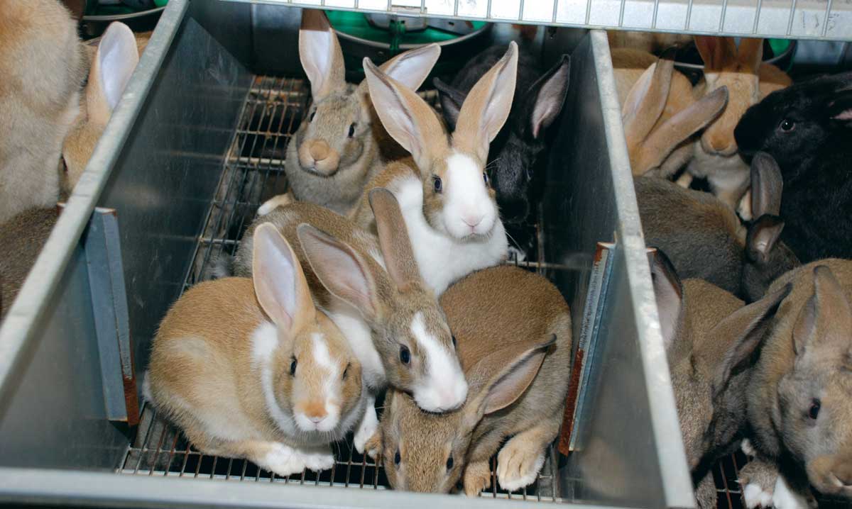 Photo of Les éleveurs de lapins demandent du prix “pour sauver la filière”
