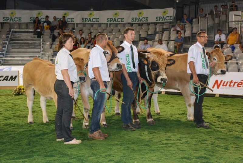 Six animaux de la race parthenaise étaient en présentation au Space. Cette race s’est spécialisée depuis 35 ans dans la production de viande haut de gamme, grâce à sa conformation musculaire.