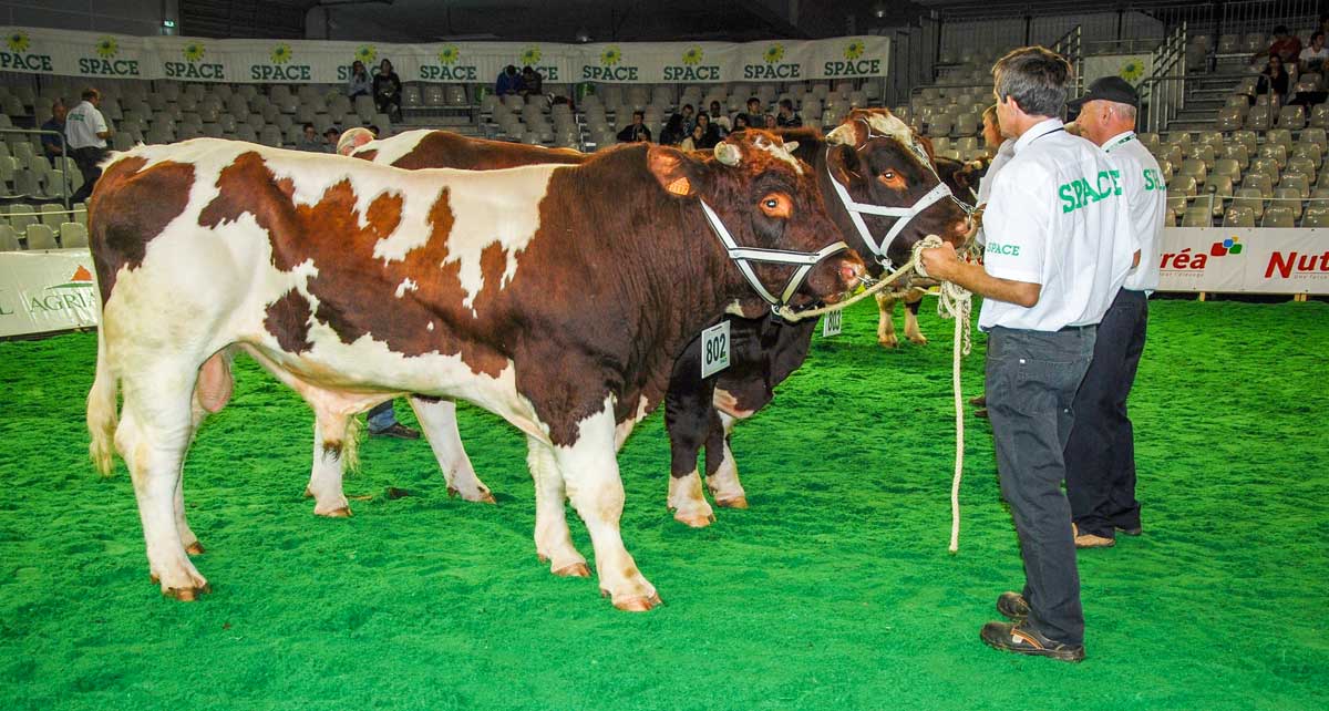 Rouge-des-pres-Space-concours-viande - Illustration SPACE 2016 : Coup de projecteur sur la Rouge des prés au concours viande
