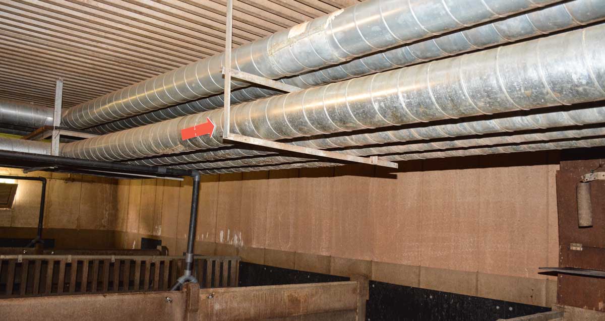 Les tubes installés dans les salles d'engraissement. - Illustration Porc : Un échangeur d’air fait maison