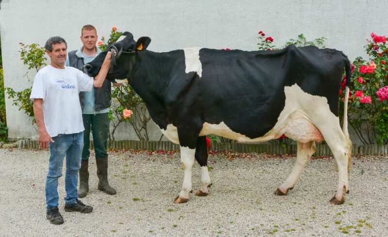 Avec une attache arrière très haute et de bons membres, Fandy est une femelle qui a gardé de la jeunesse. 