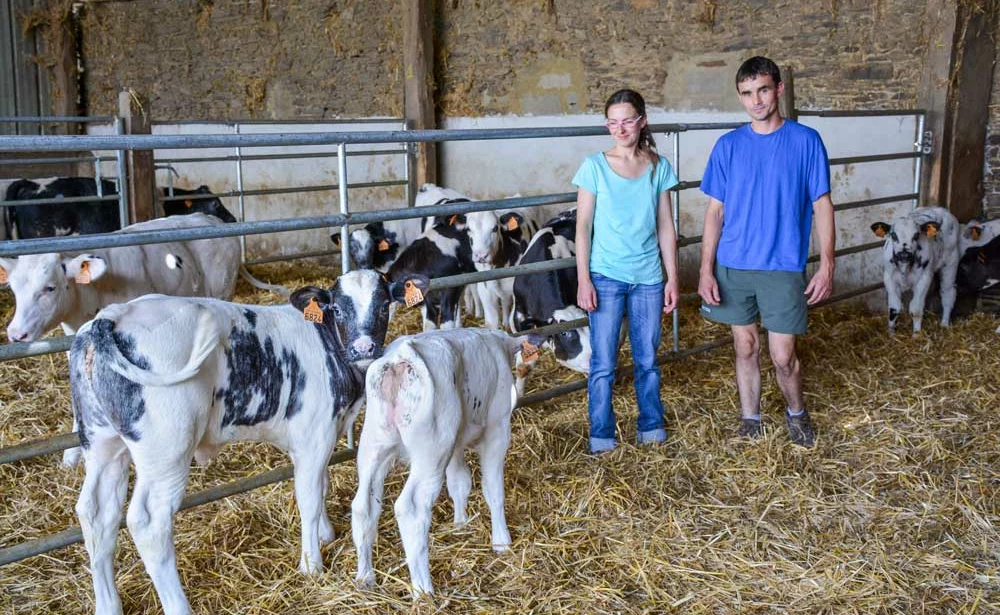 bleu-blanc-belge-holstein - Illustration L’achat de vaches en lait et des veaux mieux valorisés