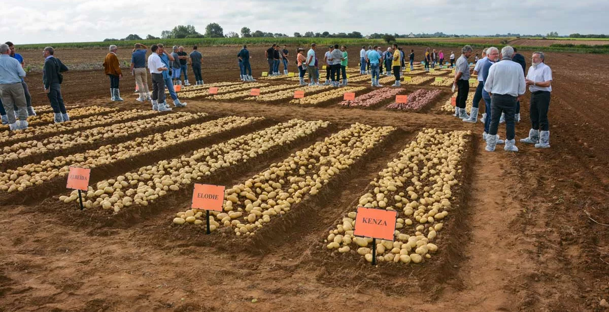 bretagne-plants-pomme-de-terre - Illustration La France, premier exportateur mondial de semences en 2016/2017