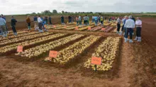 bretagne-plants-pomme-de-terre