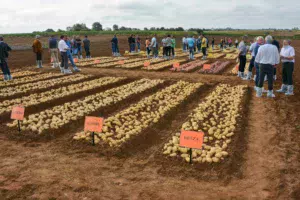 bretagne-plants-pomme-de-terre