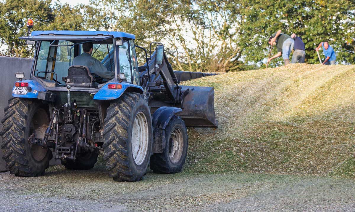 chantier-mais - Illustration 1 année de stock de maïs ensilage en 1 journée