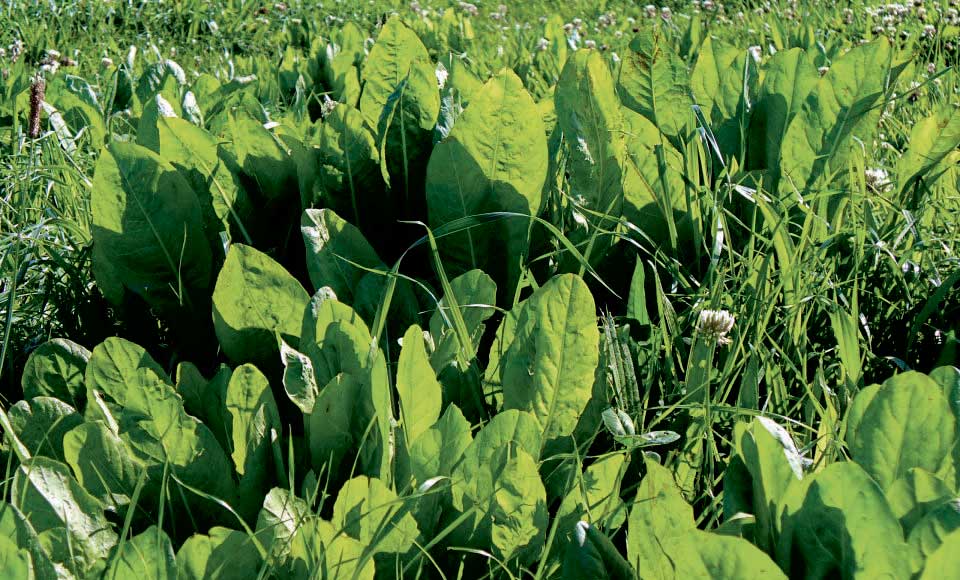 chicoree-plantain-trefle-fetuque - Illustration Des mélanges prairiaux “spécial été” productifs