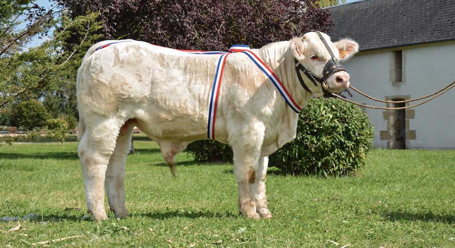 concoursnationalveaux - Illustration Concours veaux Charolais et enchères à Magny-Cours