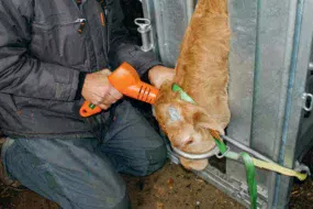 Pour que l’animal ressente moins de douleur lors de l’écornage et après, l’éleveur peut lui administrer des médicaments.