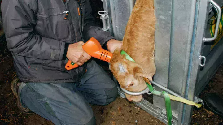 Pour que l’animal ressente moins de douleur lors de l’écornage et après, l’éleveur peut lui administrer des médicaments.