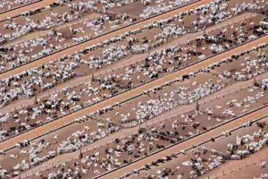 feedlots