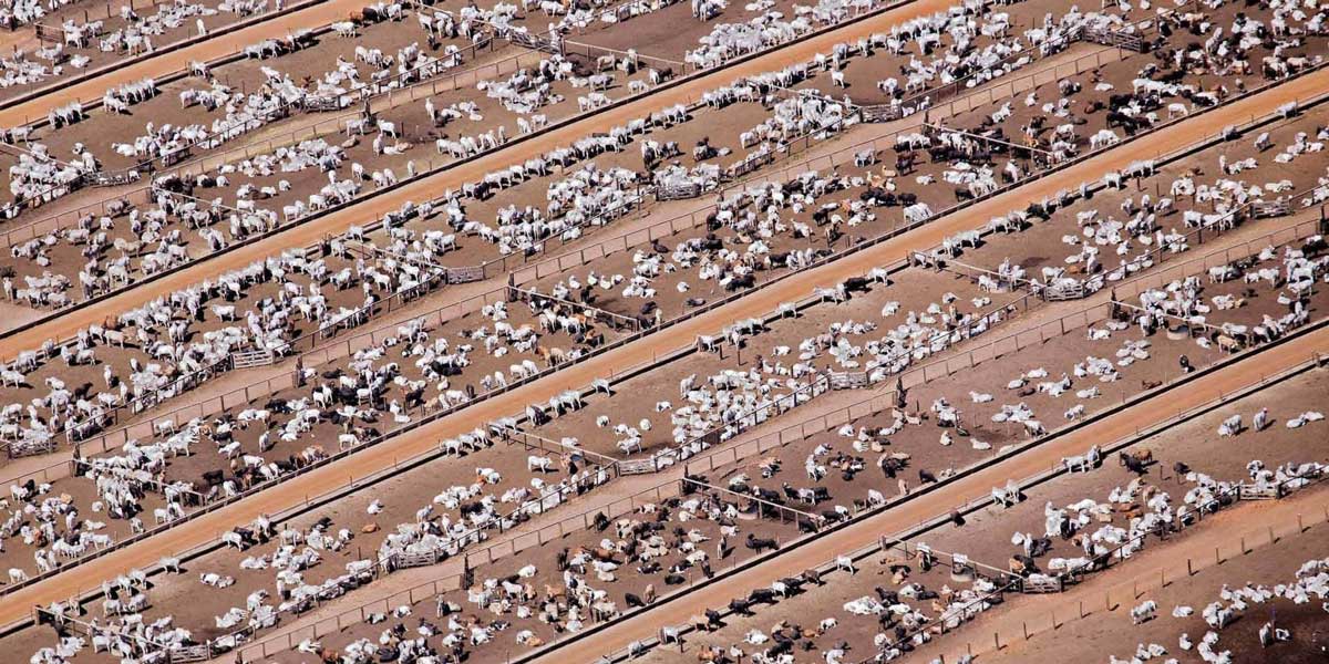 feedlots - Illustration La viande bovine américaine continue de prendre des parts de marché au Japon