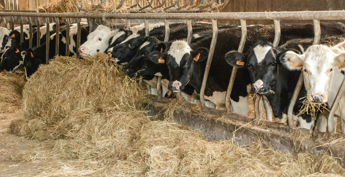 fourrage-alimentation-lait - Illustration Chercher une alimentation économique du troupeau laitier