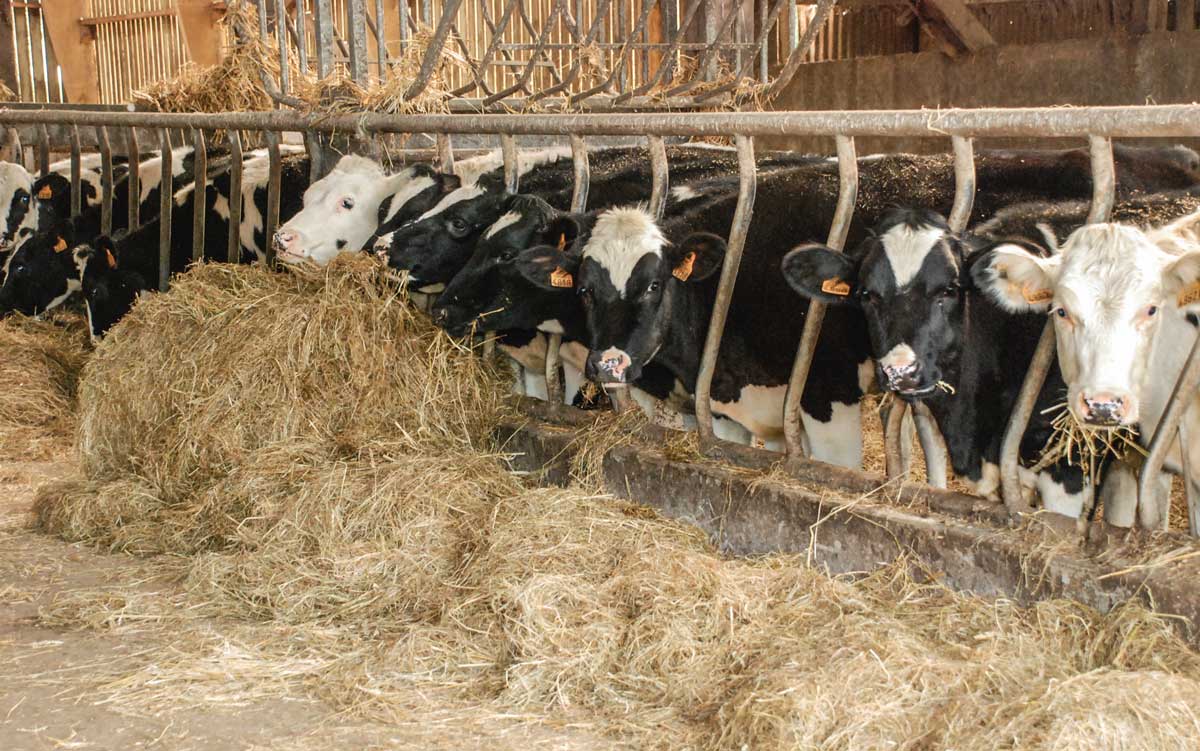 Photo of “Le secteur laitier devrait sortir de ses années de prix très faibles”
