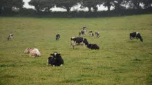 gaz-effet-serre-climat-vaches